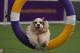 A dog competes in the agility course during the 5th Annual Masters Agility Championship on February 10, 2018 in New York at the 142th Annual Westminster Kennel Club Dog Show.
Dogs entered in the Agility trial will be on hand to demonstrate skills requir