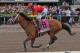 HALLANDALE BEACH, FL - MARCH 31: Audible, #8, ridden by John Velazquez, seals the deal for his Kentucky Derby bid after his decisive win in the Grade I Xpressbet Florida Derby at Gulfstream Park on March 31, 2018 in Hallandale Beach, Florida. (Photo by Li