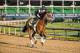 LOUISVILLE, KY - MAY 01: Audible gallops in preparation for the Kentucky Derby at Churchill Downs on May 1, 2018 in Louisville, Kentucky. (Photo by Alex Evers/Eclipse Sportswire/Getty Images)