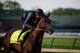 LOUISVILLE, KY - MAY 02: Bolt d'Oro gallops in preparation for the Kentucky Derby at Churchill Downs on May 2, 2018 in Louisville, Kentucky. (Photo by Alex Evers/Eclipse Sportswire/Getty Images)