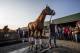 LOUISVILLE, KY - MAY 06: Trainer Bob Baffert brings out Kentucky derby winner Justify for the fans to see at Churchill Downs on May 6, 2018 in Louisville, Kentucky. (Photo by Alex Evers/Eclipse Sportswire/Getty Images)