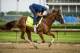 LOUISVILLE, KY - MAY 03: Good Magic, trained by Chad Brown, exercises in preparation for the Kentucky Derby at Churchill Downs on May 3, 2018 in Louisville, Kentucky. (Photo by Alex Evers/Eclipse Sportswire/Getty Images)