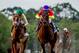 OLDSMAR, FL - MARCH 10: Quip #10, ridden by Florent Geroux wins the Tampa Bay Derby on Tampa Derby Day at Tampa Bay Downs on March 10, 2018 in Oldsmar, FL. (Photo by Scott Serio/Eclipse Sportswire/Getty Images)
