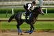 LOUISVILLE, KENTUCKY - MAY 01: Roadster trains on the track during morning workouts in preparation for the 145th running of the Kentucky Derby at Churchill Downs on May 1, 2019 in Louisville, Kentucky. (Photo by Michael Reaves/Getty Images)