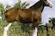 Photo Courtesy: http://www.serendipityrancher.com/Clydesdale.jpg