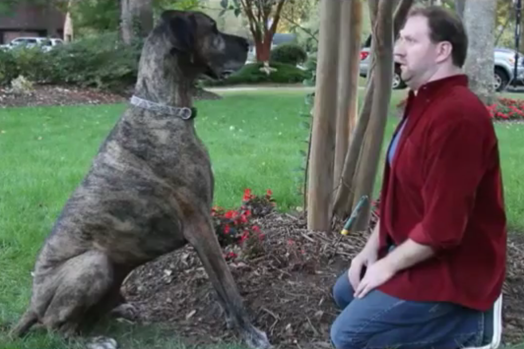Doritos Super Bowl Commercial Man S Best Friend Was Funniest