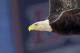 GLENDALE, AZ - JANUARY 10: Challenger, a Bald Eagle circles the stadium during the national anthem for the Tostitos BCS National Championship Game between the Oregon Ducks and Auburn Tigers at University of Phoenix Stadium on January 10, 2011 in Glendale, Arizona. (Photo by Ronald Martinez/Getty Images)