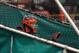 Giants catcher, Buster Posey