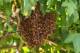 LONDON - JUNE 30: A swam of bees invades a tree between centre court and court 2 on day seven of the Wimbledon Lawn Tennis Championships at the All England Lawn Tennis and Croquet Club on June 30, 2008 in London, England. (Photo by Ian Walton/Getty Images)