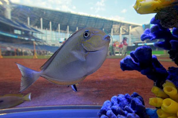 Fish Tank Kings video clips of premiere episode featuring Marlins Stadium  aquarium
