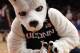 NEW YORK, NY - MARCH 08: The mascot for the Connecticut Huskies crushes an orange during the quarterfinals of the Big East Men's Basketball Tournament at Madison Square Garden on March 8, 2012 in New York City. (Photo by Michael Heiman/Getty Images)