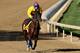 LOUISVILLE, KY - APRIL 27: Went The Day Well is riden on the track during the morning excercise session in preparation for the 138th Kentucky Derby at Churchill Downs on April 27, 2012 in Louisville, Kentucky. (Photo by Matthew Stockman/Getty Images)