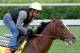 LOUISVILLE, KY - APRIL 29: Bodemeister is riden on the track during the morning excercise session in preparation for the 138th Kentucky Derby at Churchill Downs on April 29, 2012 in Louisville, Kentucky. (Photo by Matthew Stockman/Getty Images)