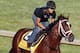 Gemologist looks to stay undefeated in Saturday's Kentucky Derby.