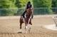 BALTIMORE, MD - MAY 16: Exercise rider Jonny Garcia takes I'll Have Another over the track in preparation for the 137th Preakness Stakes at Pimlico Race Course on May 16, 2012 in Baltimore, Maryland. (Photo by Rob Carr/Getty Images)