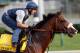 LOUISVILLE, KY - MAY 03: Union Rags trains on the track in preparation for the 138th Kentucky Derby at Churchill Downs on May 3, 2012 in Louisville, Kentucky. (Photo by Rob Carr/Getty Images)