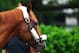 ELMONT, NY - MAY 21: Kentucky Derby, and Preakness winner I'll Have Another is washed outside his barn at Belmont Park on May 21, 2012 in Elmont, New York. (Photo by Al Bello/Getty Images)