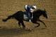 ELMONT, NY - JUNE 06: Street Life gallops during a morning workout at Belmont Park on June 6, 2012 in Elmont, New York. (Photo by Al Bello/Getty Images)