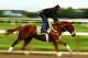ELMONT, NY - JUNE 05: Triple Crown hopefull I'll Have Another gallops with exercise rider Jonny Garcia up during a morning workout at Belmont Park on June 5, 2012 in Elmont, New York. (Photo by Al Bello/Getty Images)