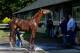 ELMONT, NY - JUNE 08: Dullahan gets a bath as trainer Dale Romans (R) looks on after training in preparation for the 144th Belmont Stakes at Belmont Park on June 8, 2012 in Elmont, New York. (Photo by Rob Carr/Getty Images)