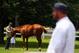 ELMONT, NY - JUNE 08: Trainer Doug O'Neil looks on as Jamie McCalmont pets I'll Have Another while he grazes after a press conference outside of barn two on June 8, 2012 in Elmont, New York. It was announced earlier in the day that I'll Have Another has been scratched from the 2012 Belmont Stakes, ending his bid for a Triple Crown. (Photo by Al Bello/Getty Images)