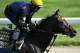 ELMONT, NY - JUNE 08: Belmont entrant Paynter is guided around the track by exercise rider Simon Harris during morning workouts in preparation for the 144th Belmont Stakes at Belmont Park on June 8, 2012 in Elmont, New York. (Photo by Patrick Smith/Getty Images)