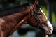ELMONT, NY - JUNE 08: Belmont entrant Union Rags waits to be bathed during morning workouts in preparation for the 144th Belmont Stakes at Belmont Park on June 8, 2012 in Elmont, New York. (Photo by Patrick Smith/Getty Images)