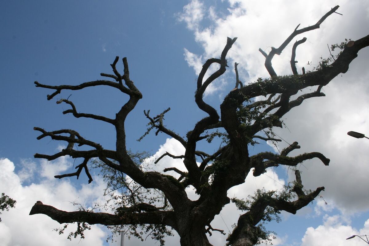 Auburn Football: Toomer's Corner Oaks Nearly Bare After Pruning | News ...