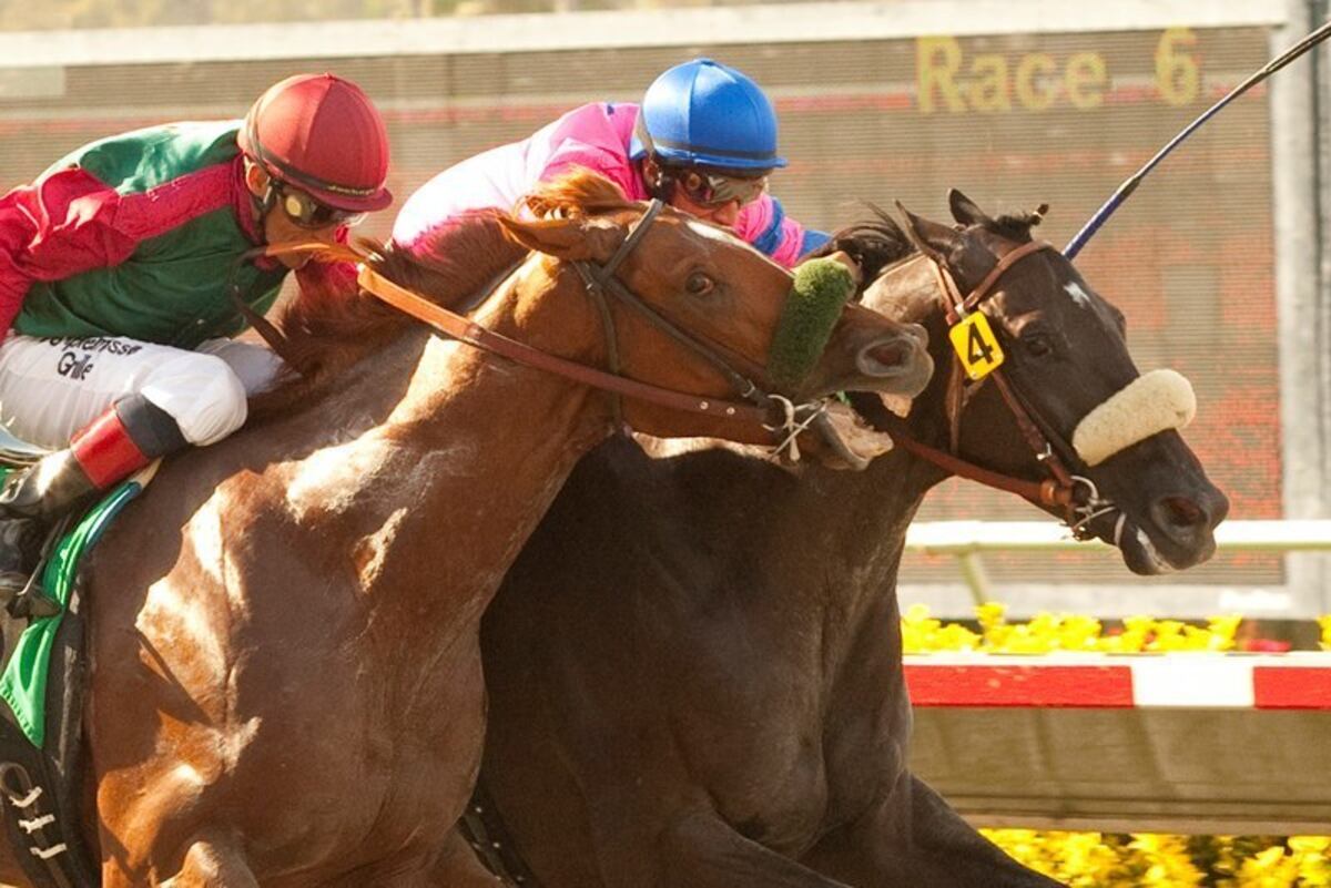 Del Mar Horse Biting Race Horse Pulls a Mike Tyson Bleacher Report