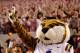 TUSCALOOSA, AL - NOVEMBER 05: Mike the Tiger, LSU Tigers mascot, against the Alabama Crimson Tide at Bryant-Denny Stadium on November 5, 2011 in Tuscaloosa, Alabama. (Photo by Kevin C. Cox/Getty Images)