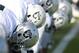 July 30, 2012; Napa, CA, USA; Oakland Raiders players stretch during training camp at the Napa Valley Marriott. Mandatory Credit: Ed Szczepanski-US PRESSWIRE