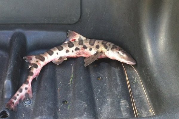 The strange story of sharks that lived in a golf course pond for 20 years —  then vanished