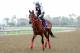 ARCADIA, CA - NOVEMBER 01: Not Abroad trains in preparation for the 2012 Breeder's Cup at Santa Anita Park on November 1, 2012 in Arcadia, California. (Photo by Harry How/Getty Images)