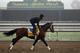 ARCADIA, CA - OCTOBER 31: Alpha trains in preparation for the 2012 Breeder's Cup at Santa Anita Park on October 31, 2012 in Arcadia, California. (Photo by Jeff Gross/Getty Images)