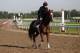 ELMONT, NY - JUNE 08: Dullahan trains on the track in preparation for the 144th Belmont Stakes at Belmont Park on June 8, 2012 in Elmont, New York. (Photo by Rob Carr/Getty Images)