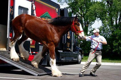 Budweiser, Clydesdales coming back to Super Bowl 56