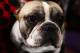 NEW YORK - FEBRUARY 09: ' Hunter ' a French Bulldog during the 133rd Annual Westminster Kennel Club Dog Show at Madison Square Garden February 9, 2009 in New York City. The Westminster Kennel Club Dog Show is considered the most important in the United States. (Photo by Chris McGrath/Getty Images)