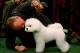 NEW YORK - FEBRUARY 09: A handler talks to his Bichons Frises during the 133rd Annual Westminster Kennel Club Dog Show at Madison Square Garden February 9, 2009 in New York City. The Westminster Kennel Club Dog Show is considered the most important in the United States. (Photo by Chris McGrath/Getty Images)