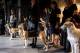 Jewel the Foxhound (Image via Karsten Moran of The New York Times)