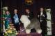 Photo Credit: Westminster Kennel Club