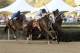 Will Take Charge nipping Oxbow at the wire to win the 2013 Rebel Stakes. (Photo by bigstory.ap.org)
