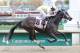 Uncaptured winning the G3-Iroquois. (photo by churchilldowns.com)