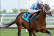 Photo Credit: Barbara D. Livingston (via Daily Racing Forum)