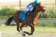 Photo Credit: HorseRacingNation.com