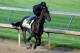 LOUISVILLE, KY - APRIL 28: Mike Smith rides Code West during the morning excercise session in preparation for the 139th Kentucky Derby at Churchill Downs on April 28, 2013 in Louisville, Kentucky. (Photo by Matthew Stockman/Getty Images)