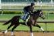 LOUISVILLE, KY - APRIL 30: Charming Kitten trained by Todd Pletcher runs on the track during morning training in preperation for the 2013 Kentucky Derby at Churchill Downs on April 30, 2013 in Louisville, Kentucky. (Photo by Andy Lyons/Getty Images)