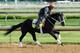 LOUISVILLE, KY - MAY 02: Black Onyx runs on the track during the morning training for the 2013 Kentucky Derby at Churchill Downs on May 2, 2013 in Louisville, Kentucky. (Photo by Andy Lyons/Getty Images)