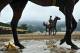 HONG KONG - APRIL 26: Horses return to stable area on a damp all weather track during an Audemars Piguet Queen Elizabeth II trackwork session at Sha Tin racecourse on April 26, 2013 in Hong Kong, Hong Kong. (Photo by Vince Caligiuri/Getty Images)