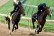 LOUISVILLE, KY - APRIL 29: Jennifer Patterson rides Orb (L) during the morning excercise session in preparation for the 139th Kentucky Derby at Churchill Downs on April 29, 2013 in Louisville, Kentucky. (Photo by Matthew Stockman/Getty Images)