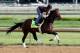 LOUISVILLE, KY - MAY 02: Orb runs on the track during the morning training for the 2013 Kentucky Derby at Churchill Downs on May 2, 2013 in Louisville, Kentucky. (Photo by Andy Lyons/Getty Images)